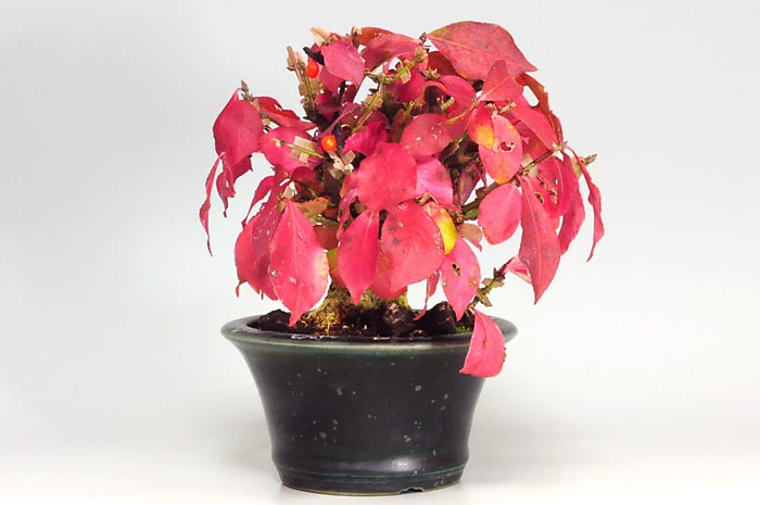 ニシキギ-N-3(にしきぎ・錦木)実ものを右側から見た景色・Euonymus alatus bonsai