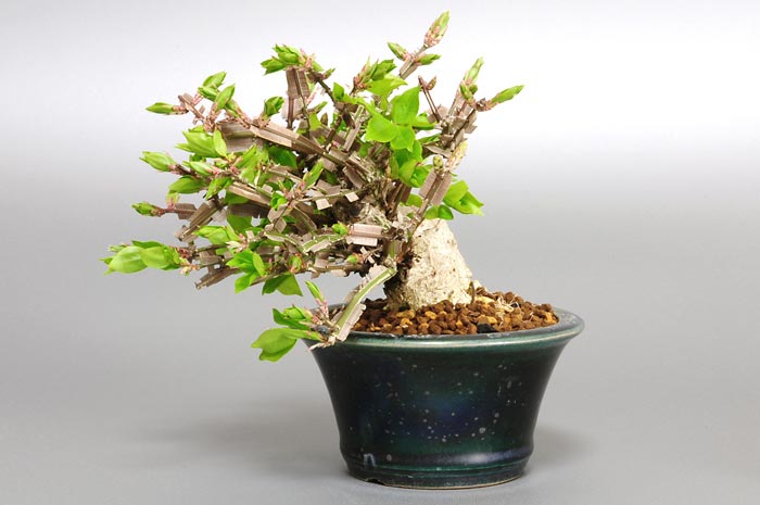 ニシキギ-N-4(にしきぎ・錦木)錦木の販売と育て方・作り方・Euonymus alatus bonsai