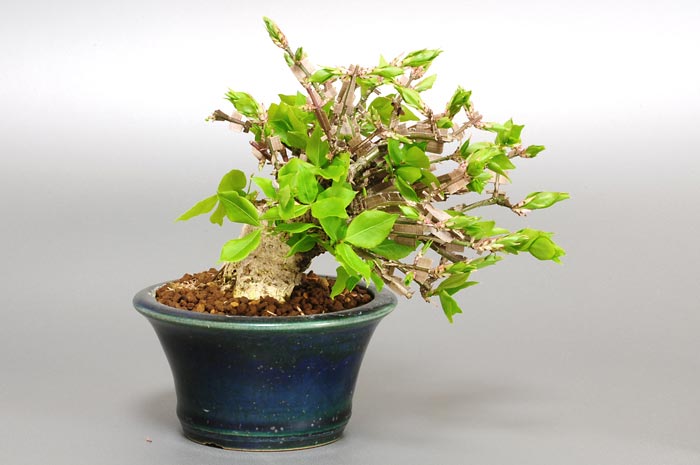 ニシキギ-N-4（にしきぎ・錦木）実ものを裏側から見た景色・Euonymus alatus bonsai