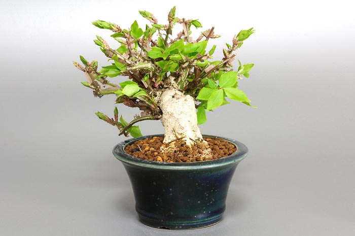 ニシキギ-N-4(にしきぎ・錦木)実ものを右側から見た景色・Euonymus alatus bonsai