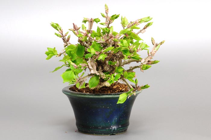 ニシキギ-N-4（にしきぎ・錦木）実ものを左側から見た景色・Euonymus alatus bonsai