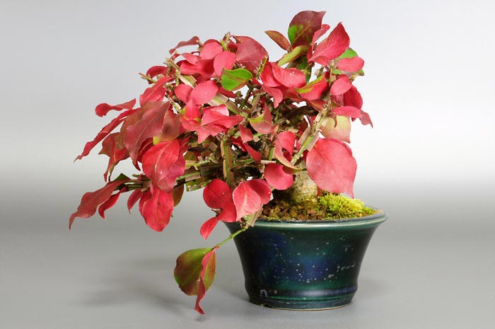 ニシキギ-N（にしきぎ・錦木）錦木の販売と育て方・作り方・Euonymus alatus bonsai