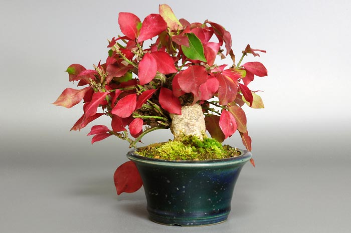 ニシキギ-N（にしきぎ・錦木）実ものを右側から見た景色・Euonymus alatus bonsai