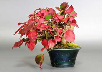 ニシキギ-N（にしきぎ・錦木）盆栽の樹作りの参考樹形・Euonymus alatus Best bonsai