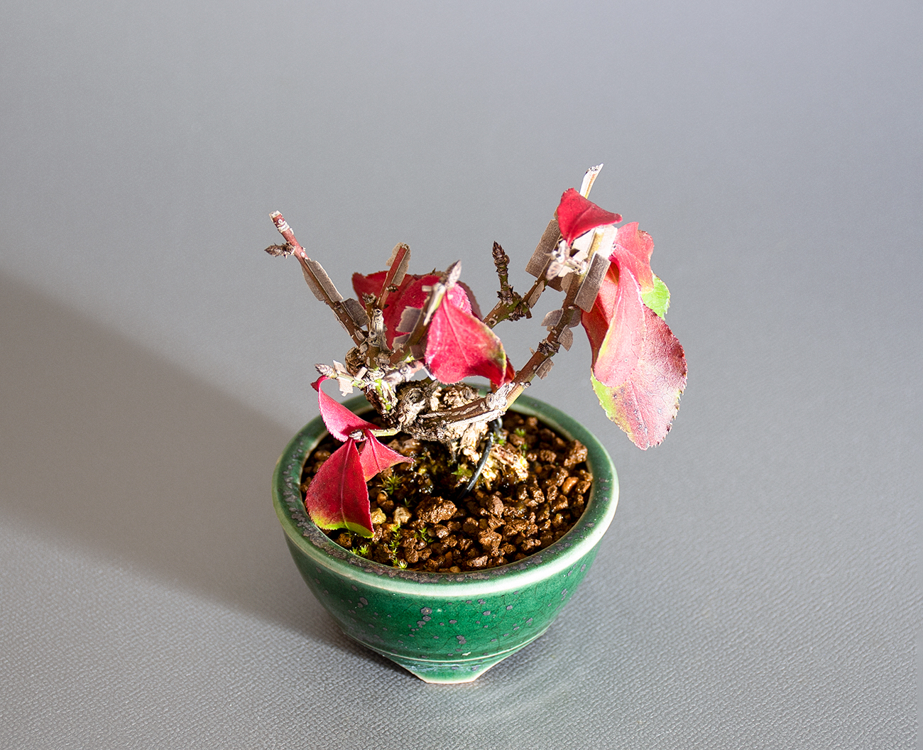 ニシキギ-O（にしきぎ・錦木）実ものを上側から見た景色・Euonymus alatus bonsai