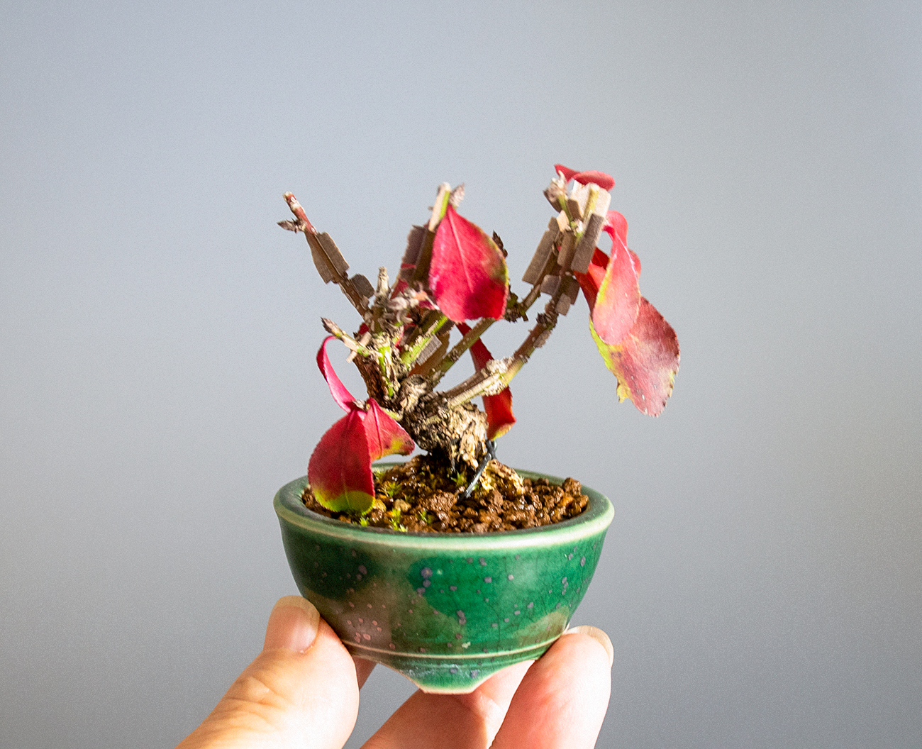 ニシキギ-O（にしきぎ・錦木）実ものの手乗りの景色・Euonymus alatus bonsai
