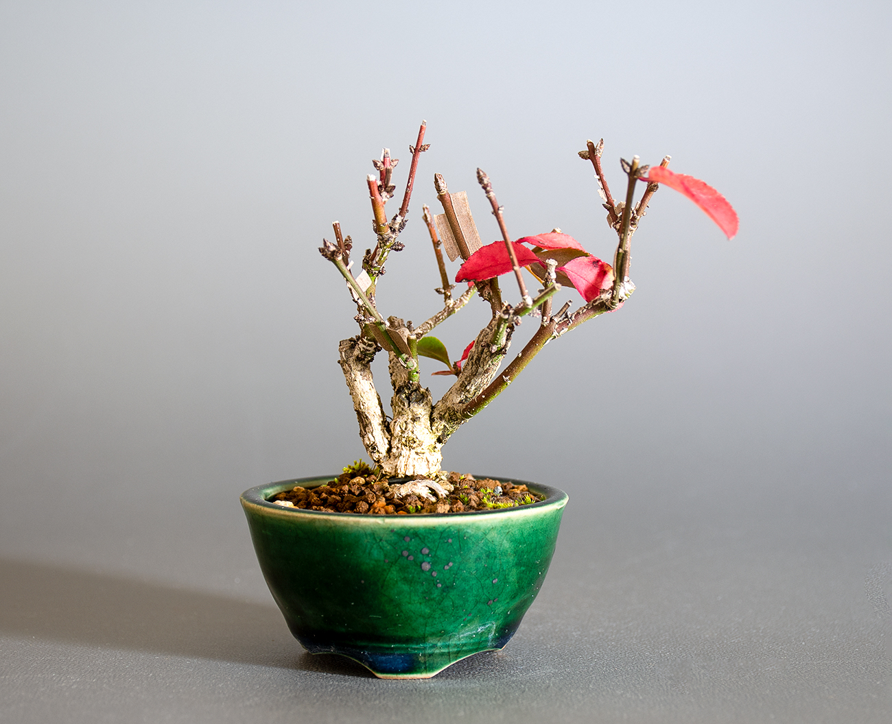 ニシキギ-P（にしきぎ・錦木）錦木の販売と育て方・作り方・Euonymus alatus bonsai