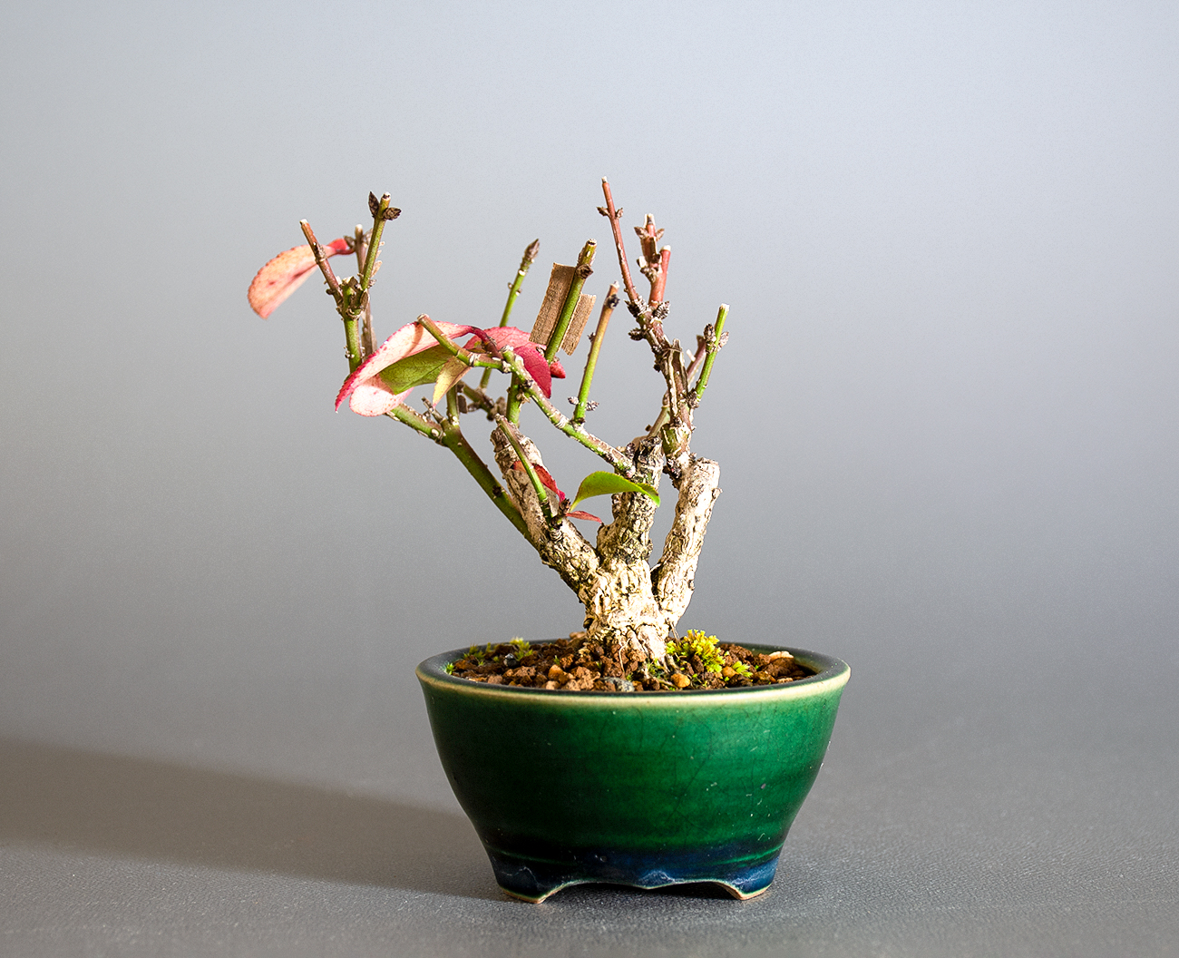 ニシキギ-P（にしきぎ・錦木）実ものを裏側から見た景色・Euonymus alatus bonsai