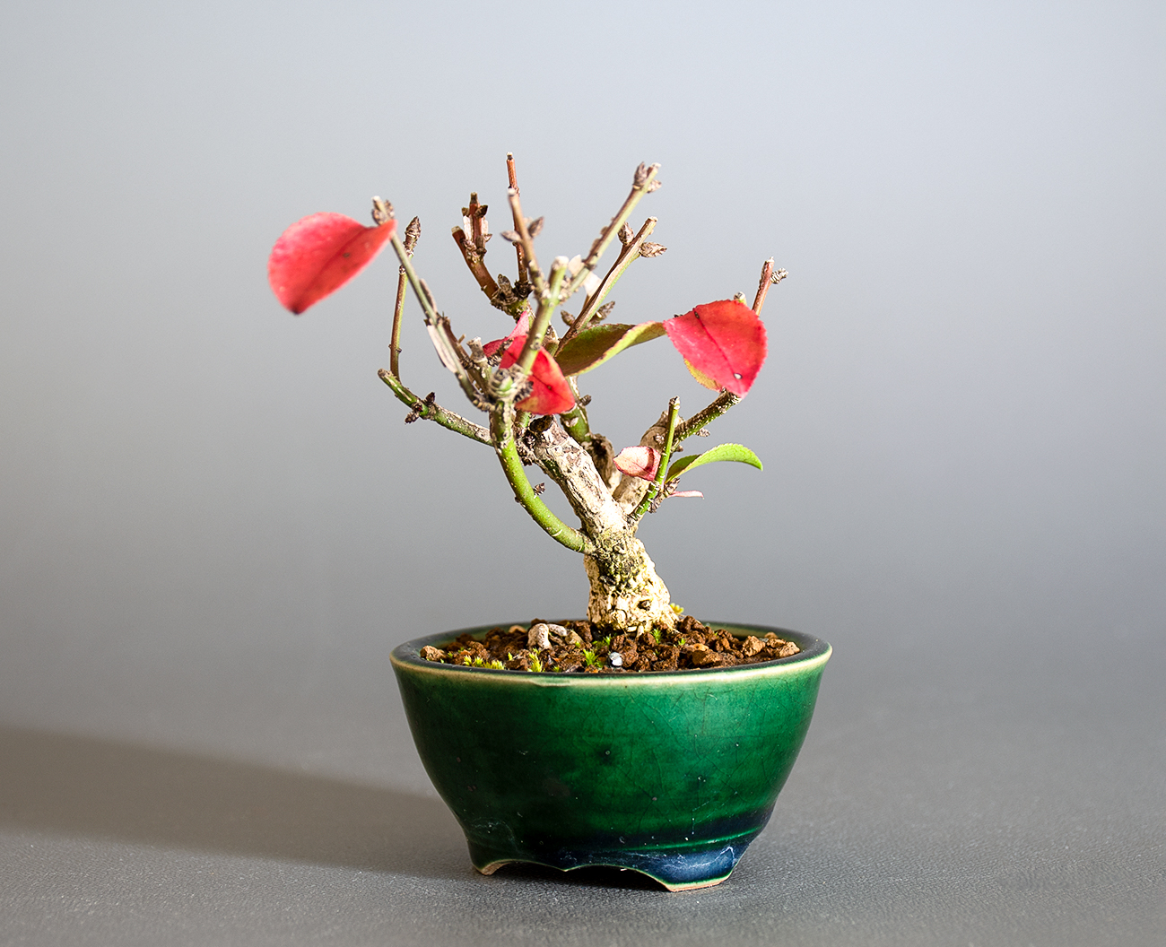 ニシキギ-P（にしきぎ・錦木）実ものを右側から見た景色・Euonymus alatus bonsai