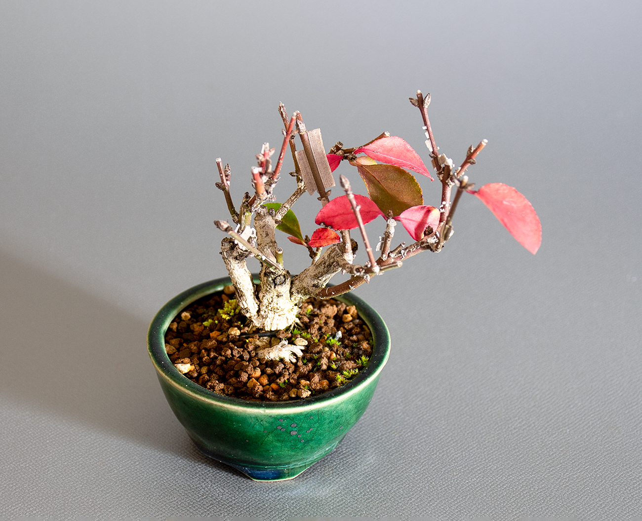 ニシキギ-P（にしきぎ・錦木）実ものを上側から見た景色・Euonymus alatus bonsai