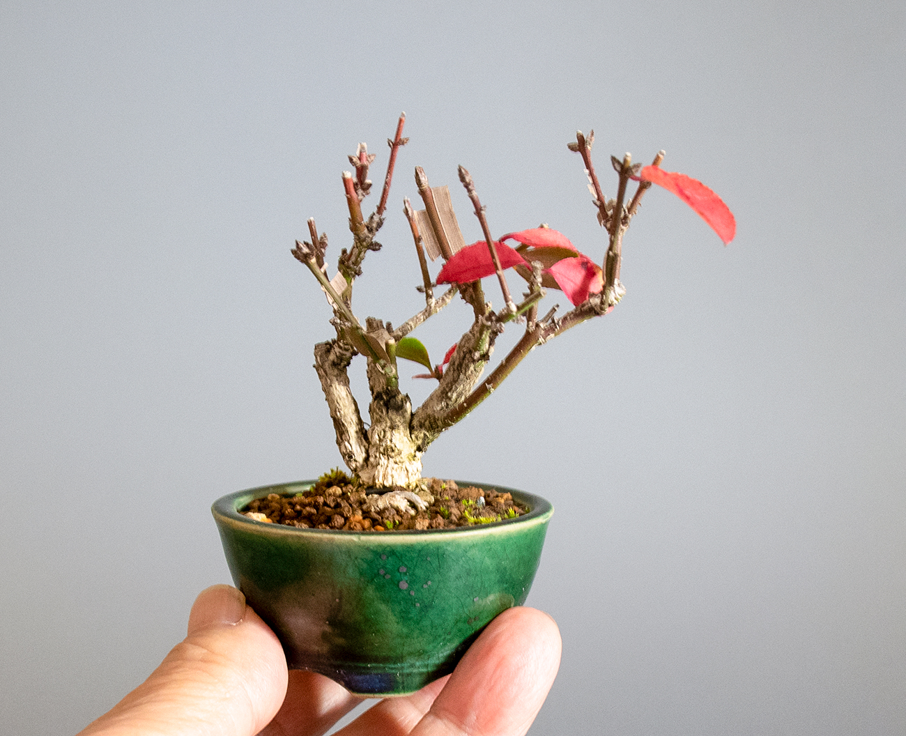 ニシキギ-P（にしきぎ・錦木）実ものの手乗りの景色・Euonymus alatus bonsai