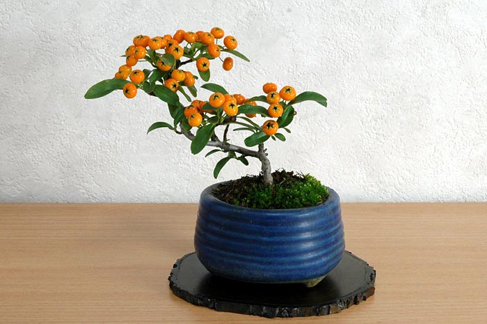 ピラカンサ-E1（ぴらかんさ・ときわさんざし・常盤山櫨子）実もの盆栽の販売と育て方・作り方・Pyracantha angustifolia bonsai