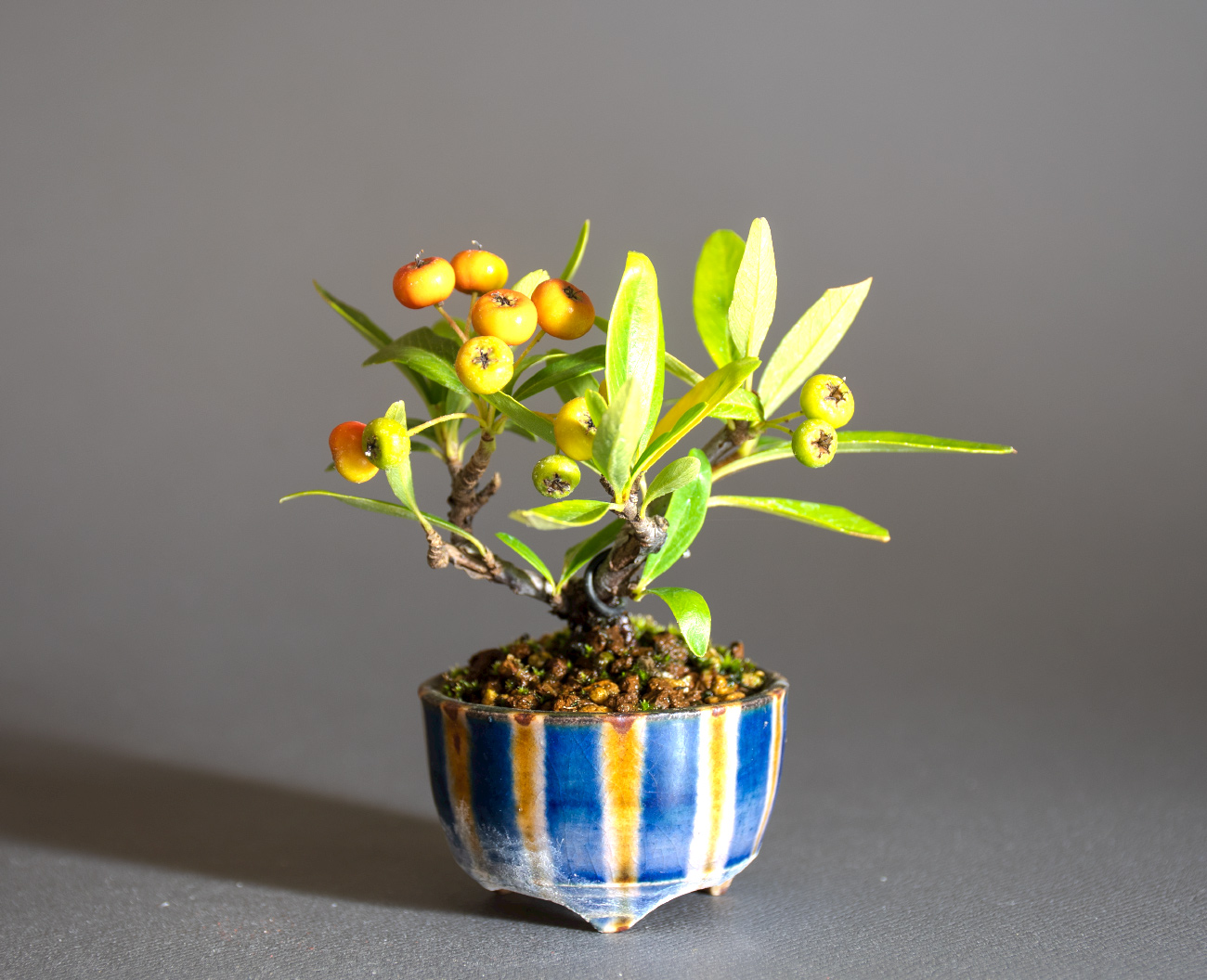 ピラカンサ-C（ぴらかんさ・ときわさんざし・常盤山櫨子）実もの盆栽の販売と育て方・作り方・Pyracantha angustifolia bonsai