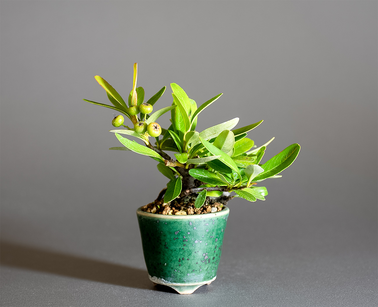 ピラカンサ-E（ぴらかんさ・ときわさんざし・常盤山櫨子）実もの盆栽の販売と育て方・作り方・Pyracantha angustifolia bonsai