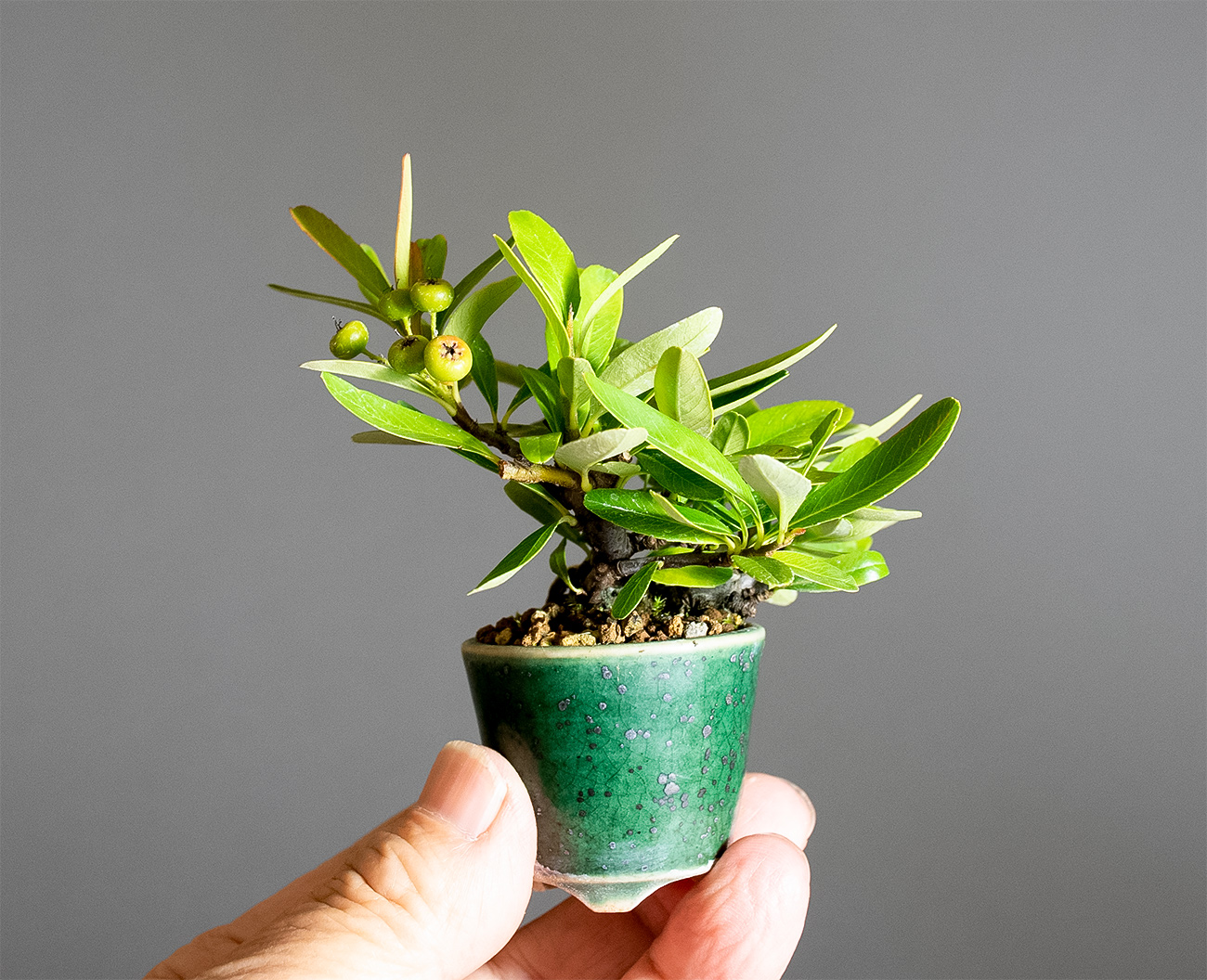 ピラカンサ-E（ぴらかんさ・ときわさんざし・常盤山櫨子）実もの盆栽の手乗りの景色・Pyracantha angustifolia bonsai
