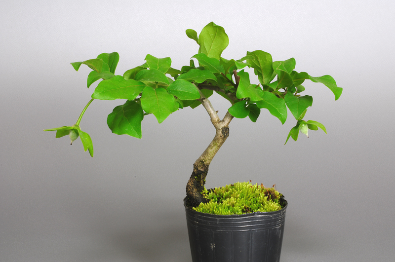 ロウヤガキ-A1（ろうやがき・老爺柿）実もの盆栽の販売と育て方・作り方・Diospyros rhombifolia bonsai