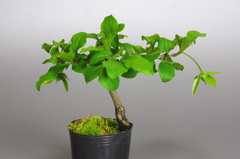 ミニ盆栽・ロウヤガキ-A1（ろうやがき・老爺柿）実もの盆栽を裏側から見た景色・Diospyros rhombifolia bonsai