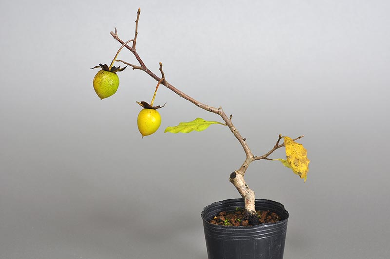 ロウヤガキ-C1（ろうやがき・老爺柿）実もの盆栽の販売と育て方・作り方・Diospyros rhombifolia bonsai