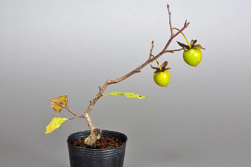 ミニ盆栽・ロウヤガキ-C1（ろうやがき・老爺柿）実もの盆栽を裏側から見た景色・Diospyros rhombifolia bonsai