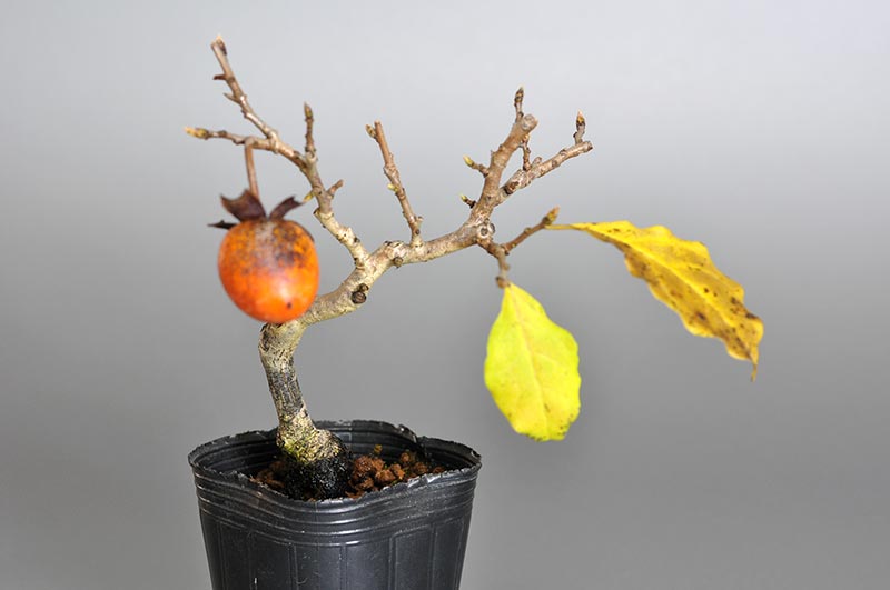ロウヤガキ-D1（ろうやがき・老爺柿）実もの盆栽の販売と育て方・作り方・Diospyros rhombifolia bonsai