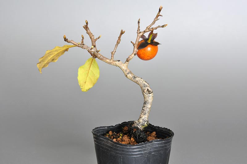 ミニ盆栽・ロウヤガキ-D1（ろうやがき・老爺柿）実もの盆栽を裏側から見た景色・Diospyros rhombifolia bonsai
