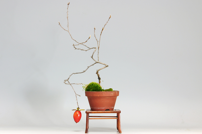 ローヤガキE-1（ろうやかき・老爺柿）実もの盆栽の販売と育て方・作り方・Persimmon bonsai