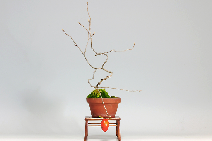 ローヤガキE-3（ろうやかき・老爺柿）実もの盆栽を左側かわ見た景色・Persimmon bonsai