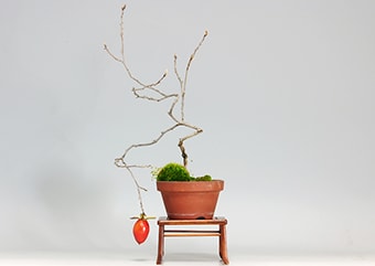 ロウヤガキ-E（ろうやがき・老爺柿）盆栽の樹作りの参考樹形・Diospyros rhombifolia Best bonsai