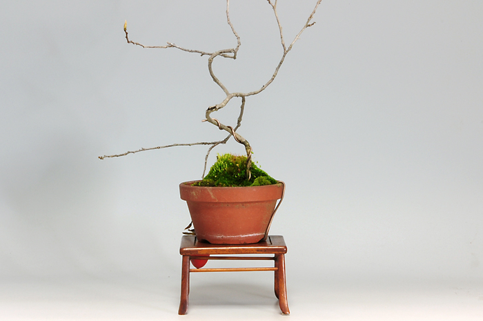 ローヤガキE-2（ろうやかき・老爺柿）実もの盆栽を裏側かわ見た景色・Persimmon bonsai