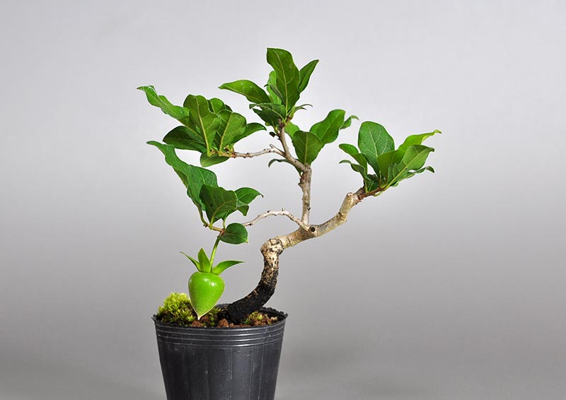 ロウヤガキ-E1（ろうやがき・老爺柿）実もの盆栽の販売と育て方・作り方・Diospyros rhombifolia bonsai