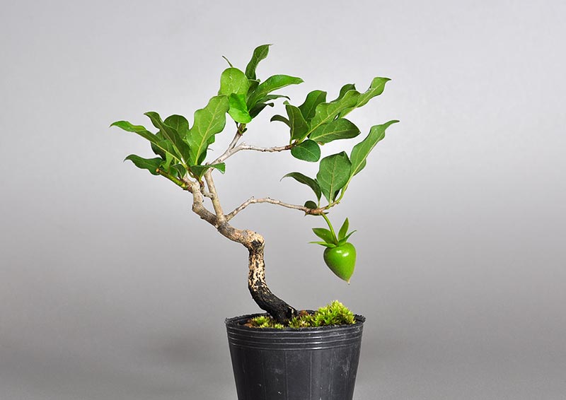 ミニ盆栽・ロウヤガキ-E1（ろうやがき・老爺柿）実もの盆栽を裏側から見た景色・Diospyros rhombifolia bonsai