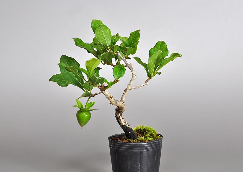 ミニ盆栽・ロウヤガキ-E1（ろうやがき・老爺柿）実もの盆栽を右側から見た景色・Diospyros rhombifolia bonsai