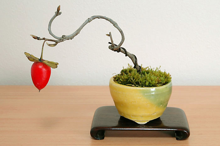 ロウヤガキT（ろうやがき・老爺柿）実もの盆栽の販売と育て方・作り方・Diospyros rhombifolia bonsai