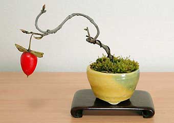 ロウヤガキ-T（ろうやがき・老爺柿）盆栽の樹作りの参考樹形・Diospyros rhombifolia Best bonsai