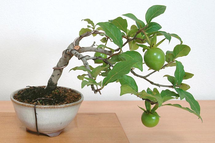 ミニ盆栽・ロウヤガキV（ろうやがき・老爺柿）実もの盆栽を裏側から見た景色・Diospyros rhombifolia bonsai