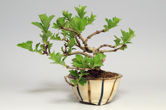 サンザシA（さんざし・山査子）実もの盆栽の販売と育て方・作り方・Crataegus cuneata bonsai