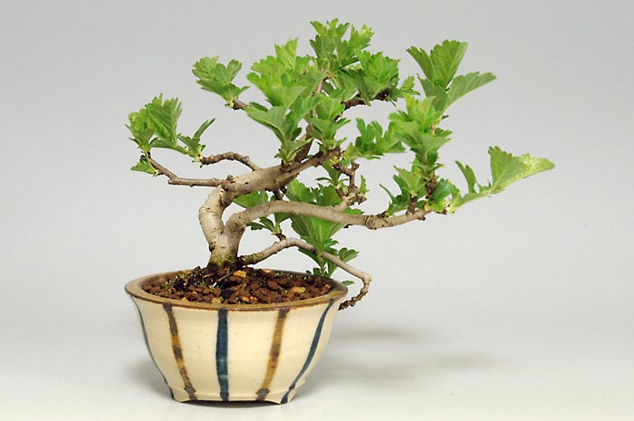 ミニ盆栽・サンザシA（さんざし・山査子）実もの盆栽を左側から見た景色・Crataegus cuneata bonsai