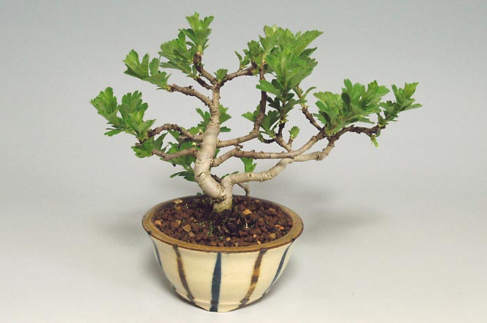 ミニ盆栽・サンザシA（さんざし・山査子）実もの盆栽を右側から見た景色・Crataegus cuneata bonsai