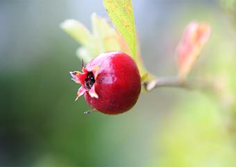 サンザシの実（さんざし・山査子）盆栽の樹作りの参考樹形・Crataegus cuneata Best bonsai