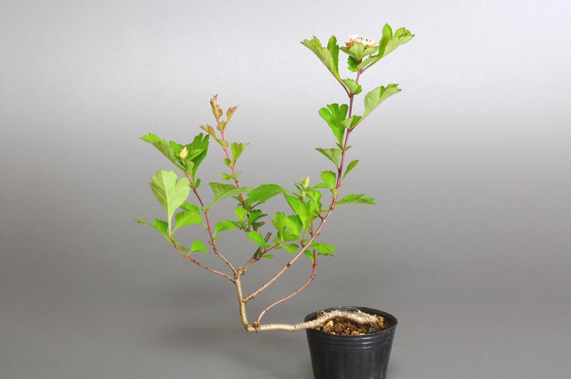 サンザシE（さんざし・山査子）実もの盆栽の販売と育て方・作り方・Crataegus cuneata bonsai