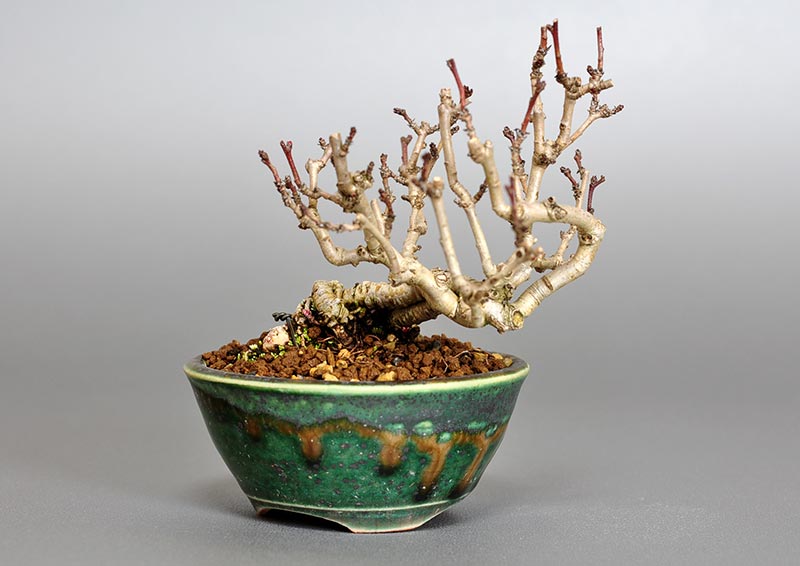 サンザシ-J（さんざし・山査子）実もの盆栽の販売と育て方・作り方・Crataegus cuneata bonsai
