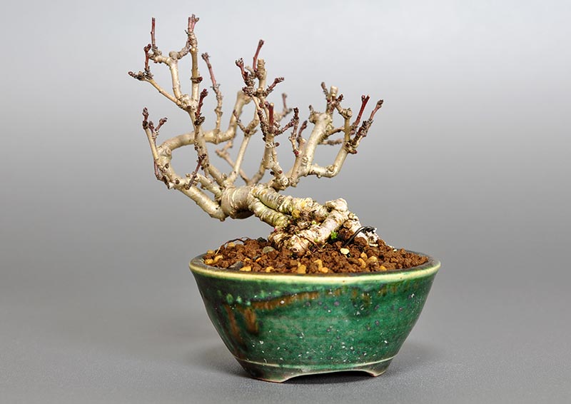 サンザシ-J（さんざし・山査子）実もの盆栽を裏側から見た景色・Crataegus cuneata bonsai