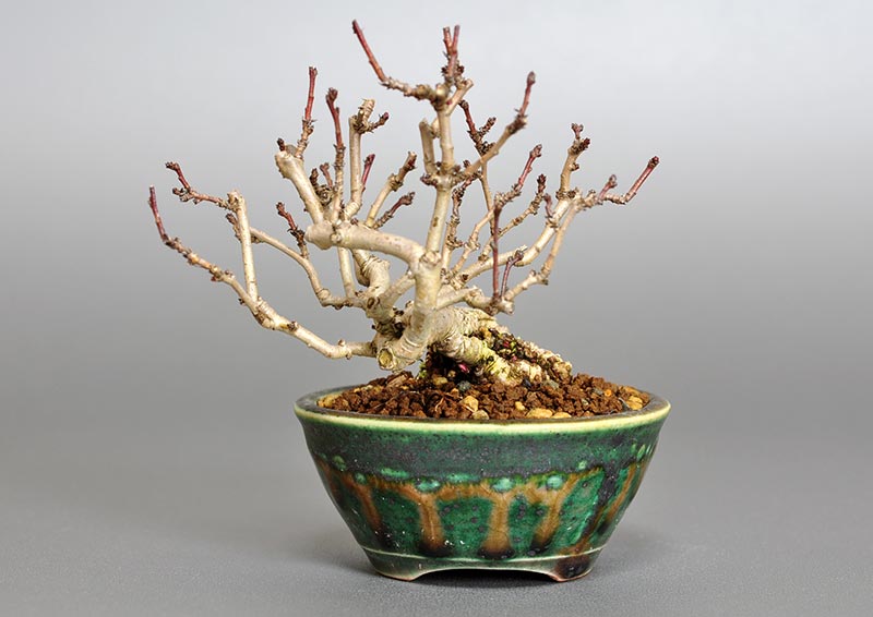 サンザシ-J（さんざし・山査子）実もの盆栽を右側から見た景色・Crataegus cuneata bonsai