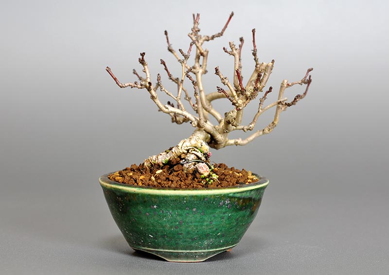 サンザシ-J（さんざし・山査子）実もの盆栽を左側から見た景色・Crataegus cuneata bonsai