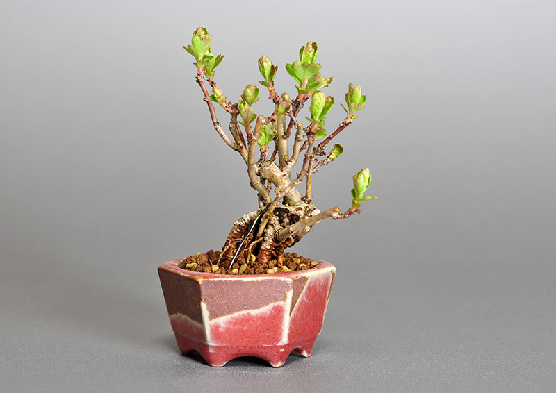 サンザシL-1（さんざし・山査子）実もの盆栽の販売と育て方・作り方・Crataegus cuneata bonsai