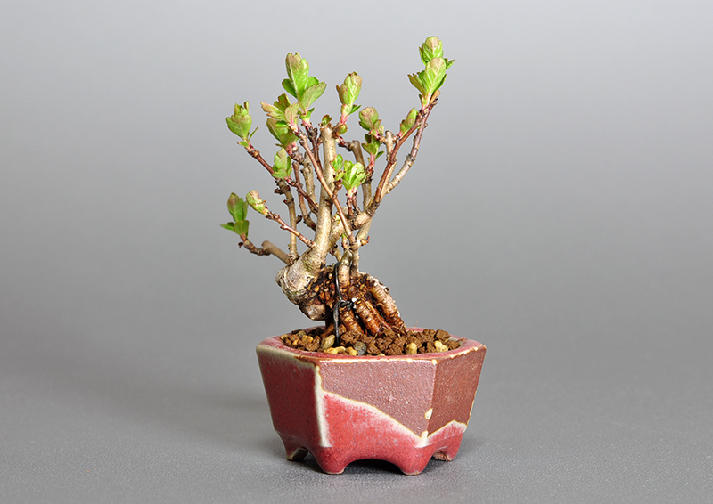 盆栽・サンザシL-1（さんざし・山査子）実もの盆栽を裏側から見た景色・Crataegus cuneata bonsai