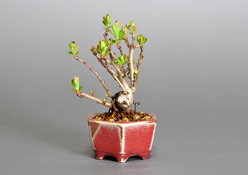 盆栽・サンザシL-1（さんざし・山査子）実もの盆栽を右側から見た景色・Crataegus cuneata bonsai