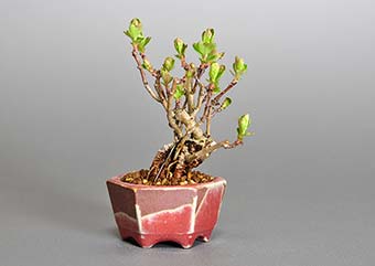 盆栽・サンザシL（さんざし・山査子）実もの盆栽の成長記録-1・Crataegus cuneata bonsai