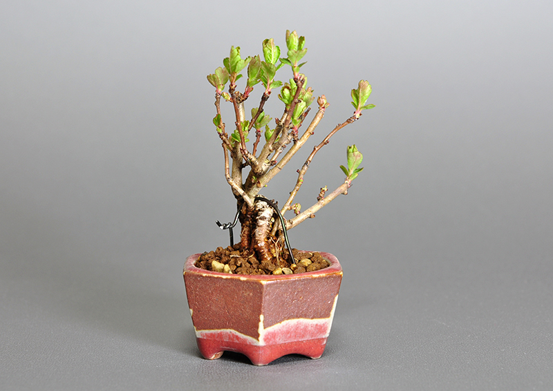 盆栽・サンザシL-1（さんざし・山査子）実もの盆栽を左側から見た景色・Crataegus cuneata bonsai