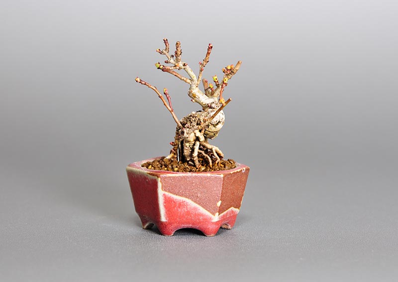 サンザシL（さんざし・山査子）実もの盆栽の販売と育て方・作り方・Crataegus cuneata bonsai